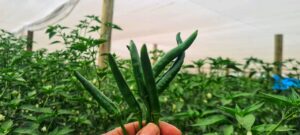 img 20220422 wa0047 01 original